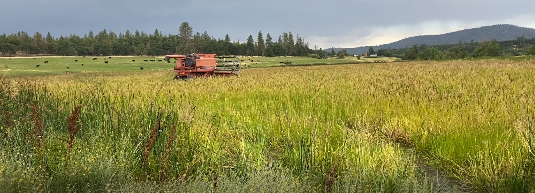 Vestal Ranch Wild Rice